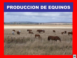 PRODUCCION DE EQUINOS
25
 