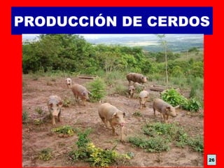 PRODUCCIÓN DE CERDOS
26
 