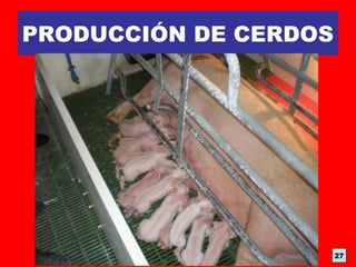 PRODUCCIÓN DE CERDOS
27
 