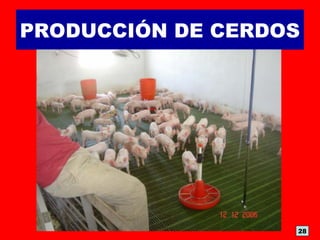 PRODUCCIÓN DE CERDOS
28
 