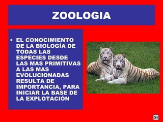 ZOOLOGIA
• EL CONOCIMIENTO
DE LA BIOLOGÍA DE
TODAS LAS
ESPECIES DESDE
LAS MAS PRIMITIVAS
A LAS MAS
EVOLUCIONADAS
RESULTA DE
IMPORTANCIA, PARA
INICIAR LA BASE DE
LA EXPLOTACIÓN
31
 