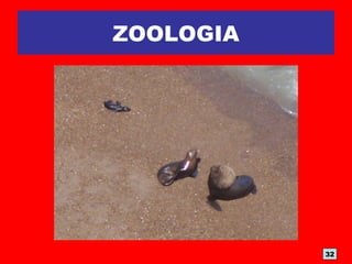 ZOOLOGIA
• LOBOS MARINOS
32
 