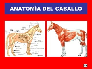 ANATOMÍA DEL CABALLO
34
 