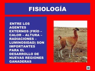FISIOLOGÍA
ENTRE LOS
AGENTES
EXTERNOS (FRÍO –
CALOR – ALTURA –
RADIACIONES –
LUMINOSIDAD) SON
IMPORTANTES
PARA EL
DESARROLLO DE
NUEVAS REGIONES
GANADERAS
36
 