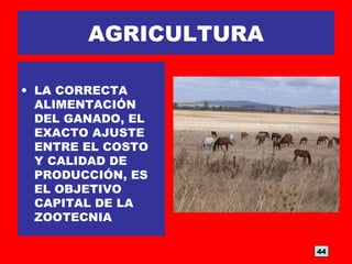 AGRICULTURA
• LA CORRECTA
ALIMENTACIÓN
DEL GANADO, EL
EXACTO AJUSTE
ENTRE EL COSTO
Y CALIDAD DE
PRODUCCIÓN, ES
EL OBJETIVO
CAPITAL DE LA
ZOOTECNIA
44
 
