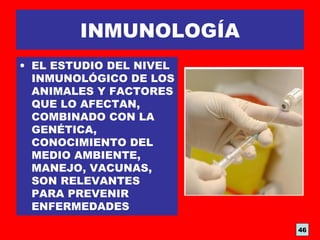 INMUNOLOGÍA
• EL ESTUDIO DEL NIVEL
INMUNOLÓGICO DE LOS
ANIMALES Y FACTORES
QUE LO AFECTAN,
COMBINADO CON LA
GENÉTICA,
CONOCIMIENTO DEL
MEDIO AMBIENTE,
MANEJO, VACUNAS,
SON RELEVANTES
PARA PREVENIR
ENFERMEDADES
46
 