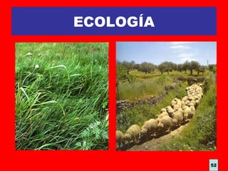 ECOLOGÍA
52
 