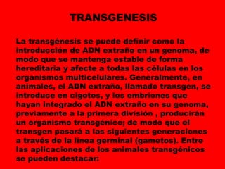 La transgénesis se puede definir como la
introducción de ADN extraño en un genoma, de
modo que se mantenga estable de forma
hereditaria y afecte a todas las células en los
organismos multicelulares. Generalmente, en
animales, el ADN extraño, llamado transgen, se
introduce en cigotos, y los embriones que
hayan integrado el ADN extraño en su genoma,
previamente a la primera división , producirán
un organismo transgénico; de modo que el
transgen pasará a las siguientes generaciones
a través de la línea germinal (gametos). Entre
las aplicaciones de los animales transgénicos
se pueden destacar:
TRANSGENESIS
 
