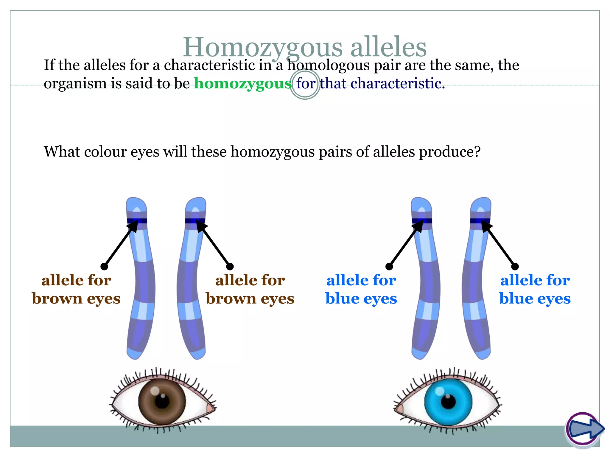 Homozygous allelesIf the alleles for a characteristic in a homologous pair are the same, the
organism is said to be homozygous for that characteristic.
What colour eyes will these homozygous pairs of alleles produce?
allele for
brown eyes
allele for
brown eyes
allele for
blue eyes
allele for
blue eyes
 