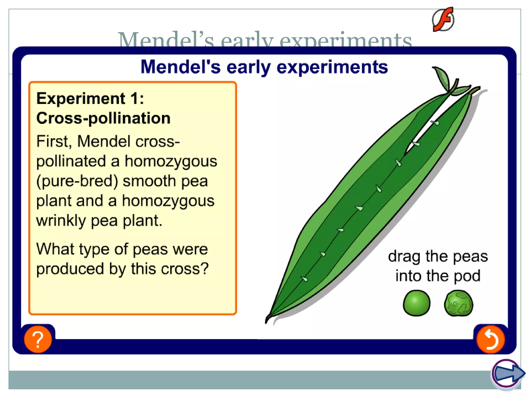 Mendel’s early experiments
 