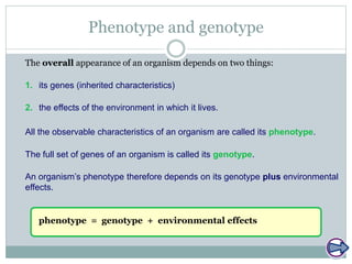 Phenotype and genotype
The overall appearance of an organism depends on two things:
The full set of genes of an organism is called its genotype.
All the observable characteristics of an organism are called its phenotype.
1. its genes (inherited characteristics)
2. the effects of the environment in which it lives.
An organism’s phenotype therefore depends on its genotype plus environmental
effects.
phenotype = genotype + environmental effects
 