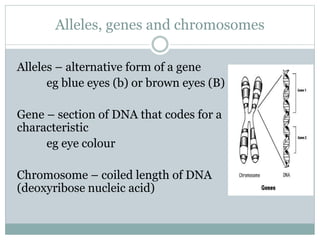 Alleles, genes and chromosomes
Alleles – alternative form of a gene
eg blue eyes (b) or brown eyes (B)
Gene – section of DNA that codes for a
characteristic
eg eye colour
Chromosome – coiled length of DNA
(deoxyribose nucleic acid)
 