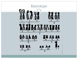 Karyotype
 