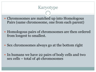 Karyotype
 Chromosomes are matched up into Homologous
Pairs (same chromosome, one from each parent)
 Homologous pairs of chromosomes are then ordered
from longest to smallest.
 Sex chromosomes always go at the bottom right
 In humans we have 22 pairs of body cells and two
sex cells – total of 46 chromosomes
 