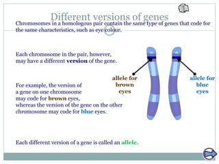 Different versions of genesChromosomes in a homologous pair contain the same type of genes that code for
the same characteristics, such as eye colour.
Each different version of a gene is called an allele.
Each chromosome in the pair, however,
may have a different version of the gene.
For example, the version of
a gene on one chromosome
may code for brown eyes,
whereas the version of the gene on the other
chromosome may code for blue eyes.
allele for
brown
eyes
allele for
blue
eyes
 