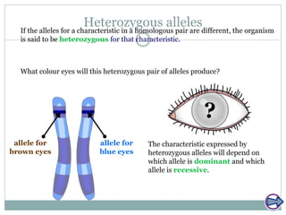 Heterozygous alleles
The characteristic expressed by
heterozygous alleles will depend on
which allele is dominant and which
allele is recessive.
If the alleles for a characteristic in a homologous pair are different, the organism
is said to be heterozygous for that characteristic.
What colour eyes will this heterozygous pair of alleles produce?
allele for
brown eyes
allele for
blue eyes
?
 