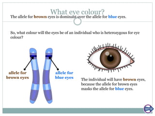 What eye colour?
The allele for brown eyes is dominant over the allele for blue eyes.
The individual will have brown eyes,
because the allele for brown eyes
masks the allele for blue eyes.
allele for
brown eyes
allele for
blue eyes
So, what colour will the eyes be of an individual who is heterozygous for eye
colour?
 