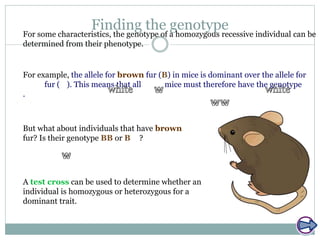 Finding the genotypeFor some characteristics, the genotype of a homozygous recessive individual can be
determined from their phenotype.
A test cross can be used to determine whether an
individual is homozygous or heterozygous for a
dominant trait.
But what about individuals that have brown
fur? Is their genotype BB or Bw ?
For example, the allele for brown fur (B) in mice is dominant over the allele for
white fur (w). This means that all white mice must therefore have the genotype
.
 