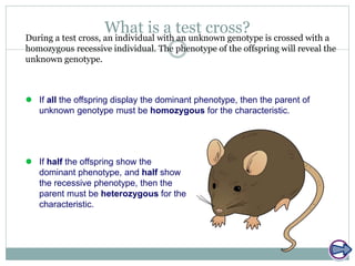 What is a test cross?During a test cross, an individual with an unknown genotype is crossed with a
homozygous recessive individual. The phenotype of the offspring will reveal the
unknown genotype.
 If all the offspring display the dominant phenotype, then the parent of
unknown genotype must be homozygous for the characteristic.
 If half the offspring show the
dominant phenotype, and half show
the recessive phenotype, then the
parent must be heterozygous for the
characteristic.
 
