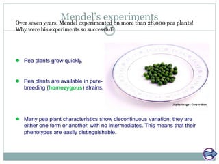 Mendel’s experimentsOver seven years, Mendel experimented on more than 28,000 pea plants!
Why were his experiments so successful?
 Pea plants grow quickly.
 Pea plants are available in pure-
breeding (homozygous) strains.
 Many pea plant characteristics show discontinuous variation; they are
either one form or another, with no intermediates. This means that their
phenotypes are easily distinguishable.
 