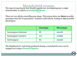 Monohybrid crosses
There are two alleles controlling pea shape. This means there are three possible
genotypes that the F2 generation of plants could inherit, leading to two possible
phenotypes.
SS
ww
Sw
smooth
wrinkly
smooth
Genotype
heterozygous
homozygous dominant
homozygous recessive
Phenotype
The type of experiment that Mendel carried out, investigating just a single
characteristic, is called a monohybrid cross.
The likelihood of a trait being produced during a monohybrid cross can be
mapped out using a Punnett Square.
 