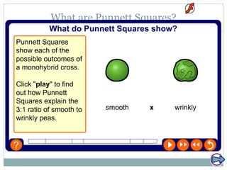 What are Punnett Squares?
 