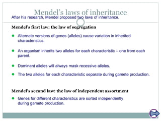 Mendel’s laws of inheritanceAfter his research, Mendel proposed two laws of inheritance.
Mendel’s first law: the law of segregation
Mendel’s second law: the law of independent assortment
 Alternate versions of genes (alleles) cause variation in inherited
characteristics.
 An organism inherits two alleles for each characteristic – one from each
parent.
 Dominant alleles will always mask recessive alleles.
 The two alleles for each characteristic separate during gamete production.
 Genes for different characteristics are sorted independently
during gamete production.
 