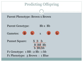 Predicting Offspring
Parent Phenotype: Brown x Brown
Parent Genotype: Bb x Bb
Gametes: B b x B b
Punnet Square: X B b
B BB Bb
b Bb bb
F1 Genotype: 1 BB : 2 Bb : 1 bb
F1 Phenotype: 3 Brown : 1 Blue
 