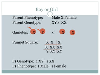 Boy or Girl
Parent Phenotype: Male X Female
Parent Genotype: XY x XX
Gametes: X Y x X X
Punnet Square: X X X
X XX XX
Y XY XY
F1 Genotype: 1 XY : 1 XX
F1 Phenotype: 1 Male : 1 Female
 