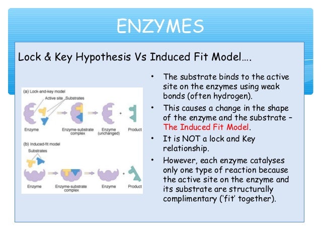 Lock Key Diagram Enzymes Choice Image - How To Guide And 