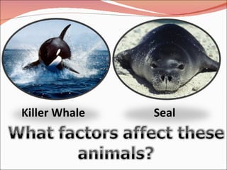 Killer Whale  Seal 