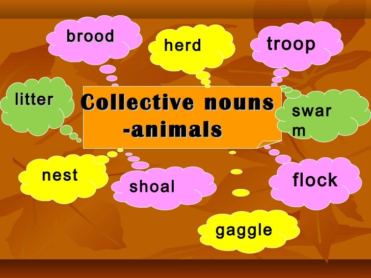 Collective nouns of animals
