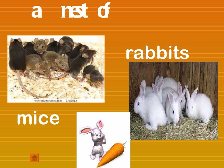 Collective nouns of animals