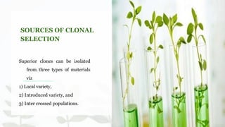 SOURCES OF CLONAL
SELECTION
Superior clones can be isolated
from three types of materials
viz
1) Local variety,
2) Introduced variety, and
3) Inter crossed populations.
 