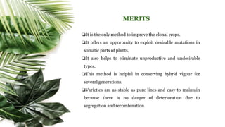 MERITS
❏It is the only method to improve the clonal crops.
❏It offers an opportunity to exploit desirable mutations in
somatic parts of plants.
❏It also helps to eliminate unproductive and undesirable
types.
❏This method is helpful in conserving hybrid vigour for
several generations.
❏Varieties are as stable as pure lines and easy to maintain
because there is no danger of deterioration due to
segregation and recombination.
 
