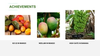 KO 22 IN MANGO HIGH GATE IN BANANA
ACHIEVEMENTS
NEELAM IN MANGO
 