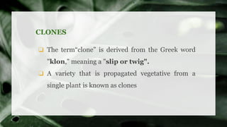 ❏ The term“clone” is derived from the Greek word
"klon," meaning a "slip or twig".
❏ A variety that is propagated vegetative from a
single plant is known as clones
CLONES
 