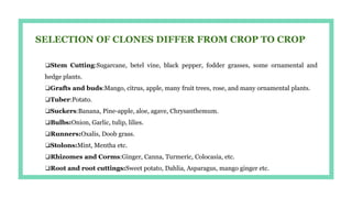 SELECTION OF CLONES DIFFER FROM CROP TO CROP
❏Stem Cutting:Sugarcane, betel vine, black pepper, fodder grasses, some ornamental and
hedge plants.
❏Grafts and buds:Mango, citrus, apple, many fruit trees, rose, and many ornamental plants.
❏Tuber:Potato.
❏Suckers:Banana, Pine-apple, aloe, agave, Chrysanthemum.
❏Bulbs:Onion, Garlic, tulip, lilies.
❏Runners:Oxalis, Doob grass.
❏Stolons:Mint, Mentha etc.
❏Rhizomes and Corms:Ginger, Canna, Turmeric, Colocasia, etc.
❏Root and root cuttings:Sweet potato, Dahlia, Asparagus, mango ginger etc.
 