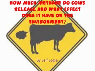 How Much Methane Do Cows
 Release And What Effect
   Does It Have On The
      Environment?




        By Leif Logie
 