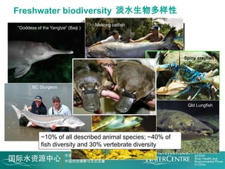 Freshwater biodiversity 淡水生物多样性
                                    Mekong catfish
“Goddess of the Yangtze” (Baiji )




                                                                   Spiny crayfish
                                      Platypus




       BC Sturgeon



                                                                    Qld Lungfish
                                                 Pig-nose turtle




            ~10% of all described animal species; ~40% of
                           Aquatic invertebrates
            fish diversity and 30% vertebrate diversity
 