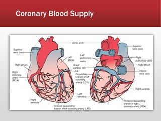 Coronary Blood Supply
 