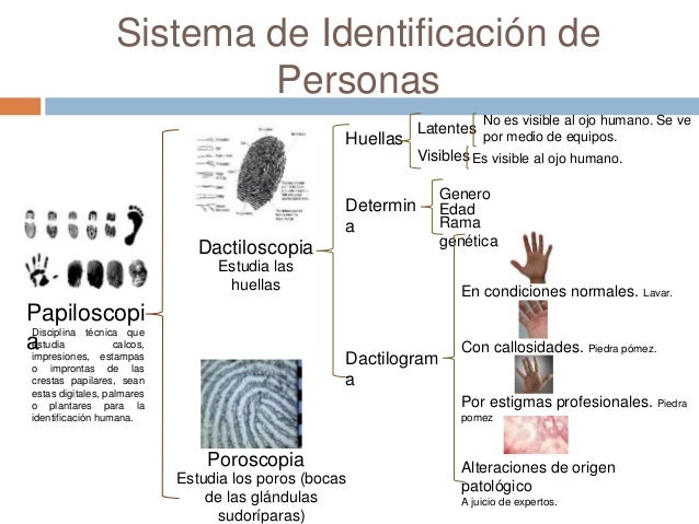 Laminas temas 5,6 y 7 Criminalistica