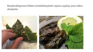 Mustaherukkapensaan lehdistä viininlehtikääryleiden tapaisia suupaloja, joissa nokkos-
ohratäytettä.
 