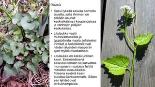 Litulaukka (Alliaria petiolata)
• Kasvi tykkää kasvaa samoilla
alueilla, joilla ihminen on
pitkään asunut:
keskiaikaisissa kaupungeissa
ja vanhojen pitäjien
keskuksissa.
• Litulaukka vaatii
muhevamultaista ja
typpipitoista maata, jollaiseksi
ihmiset ja kotieläimet ovat
näiden alueiden maaperän
ajan myötä muokanneet.
• Litulaukka on kaksivuotinen
kasvi. Ensimmäisenä
kasvukautenaan se kasvattaa
munuaisen muotoisia lehtiä
mataliksi ruusukkeiksi.
Toisena kesänä kasvi
kurottaa korkeammalle. Silloin
sen lehdet ovat
terävähampaisia.
 