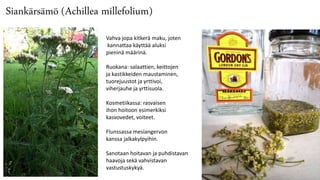 Siankärsämö (Achillea millefolium)
Vahva jopa kitkerä maku, joten
kannattaa käyttää aluksi
pieninä määrinä.
Ruokana: salaattien, keittojen
ja kastikkeiden maustaminen,
tuorejuustot ja yrttivoi,
viherjauhe ja yrttisuola.
Kosmetiikassa: rasvaisen
ihon hoitoon esimerkiksi
kasvovedet, voiteet.
Flunssassa mesiangervon
kanssa jalkakylpyihin.
Sanotaan hoitavan ja puhdistavan
haavoja sekä vahvistavan
vastustuskykyä.
 