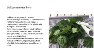 Nokkonen (urtica dioica)
• Nokkosessa on runsaasti runsaasti
antioksidantteja, vitamiineja ja kivennäisaineita.
Nokkonen kasvaa tavallisessa maassa ja
tarvitsee vettä kohtuullisesti. Se selviää sekä
auringossa että varjossa.
• Kerää nokkonen aurinkoisen päivän jälkeen,
silloin nitraattia on vähän. Käytä keruussa
paksuja hanskoja ja saksia. Poimi mukaan vain
nuoria terveitä yksilöitä.
• Kuumassa vedessä kastellut versot eivät polta.
Niitä voi käyttää leivän päällä ja salaatissa.
Myöskään kuivattu ja jauhettu nokkonen ei
polta.
 
