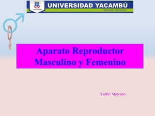 Aparato Reproductor
Masculino y Femenino
Ysabel Marcano
 