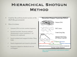 Hierarchical Shotgun
                Method
•   Used by the publicly funded section of the
    HGP (the government)

•   How it is done:

    ✓   Genomic DNA cut into random fragments

    ✓   Inserted into BAC (bacterial artiﬁcial
        chromosome) vectors transform E. coli
        bacteria to be replicated

    ✓   Inserts isolated and mapped (Golden Tiling
        Path)

    ✓   Inserts fragmented and cloned in plasmids

    ✓   Sequences aligned so identical ones are
        overlapped
                                                     http://www.bio.davidson.edu/courses/genomics/method/
                                                     shotgun.html
 