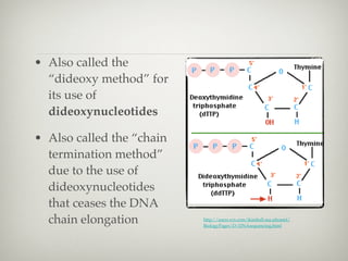 • Also called the
  “dideoxy method” for
  its use of
  dideoxynucleotides

• Also called the “chain
  termination method”
  due to the use of
  dideoxynucleotides
  that ceases the DNA
  chain elongation         http://users.rcn.com/jkimball.ma.ultranet/
                           BiologyPages/D/DNAsequencing.html
 