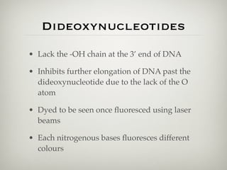 Dideoxynucleotides
• Lack the -OH chain at the 3’ end of DNA

• Inhibits further elongation of DNA past the
  dideoxynucle...